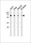EHD4 Antibody (C-term)